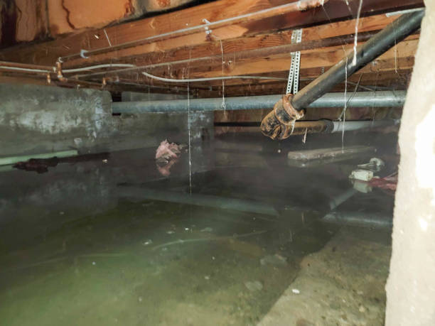 Best Water damage restoration near me  in Mountain View, HI