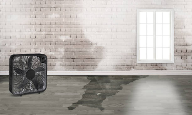 Best 24/7 water damage repair  in Mountain View, HI