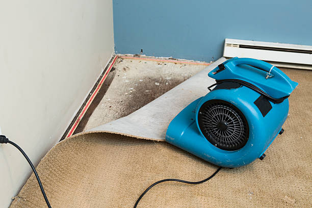 Best Water damage cleanup near me  in Mountain View, HI
